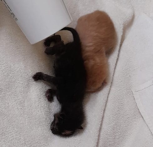 Europäische Hauskatze