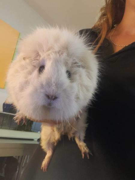 Meerschweinchen