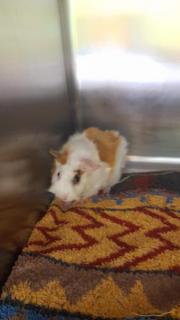 Fundtier Tier-ID 21447