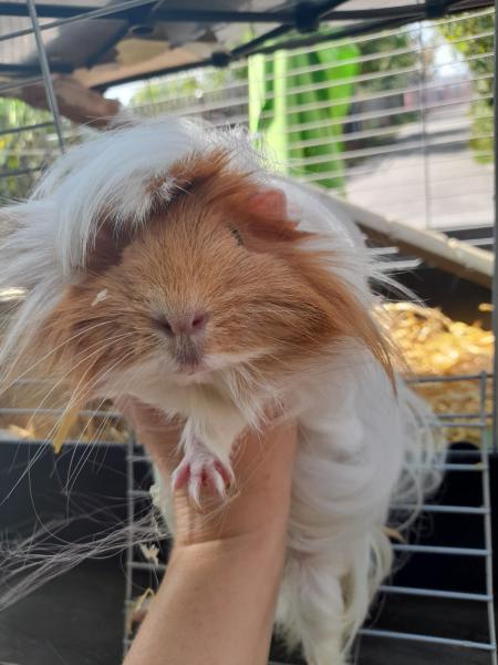 Meerschweinchen