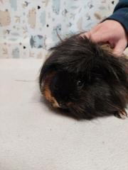 Fundtier Tier-ID 27192