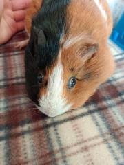 Fundtier Tier-ID 25864