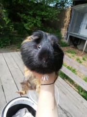 Fundtier Tier-ID 24946