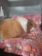 Fundtier Tier-ID 27964