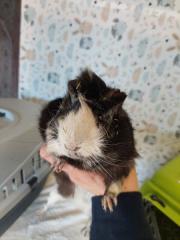 Fundtier Tier-ID 28009