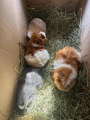 Fundtier Tier-ID 31474