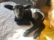 Fundtier Tier-ID 24279