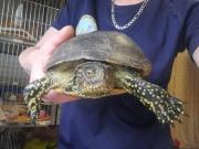 Fundtier Tier-ID 24977