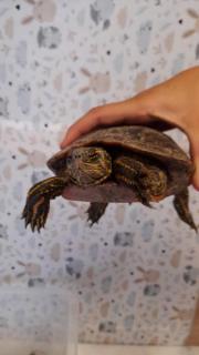 Fundtier Tier-ID 29637