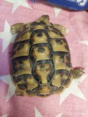 Fundtier Tier-ID 29183