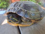 Fundtier Tier-ID 36173