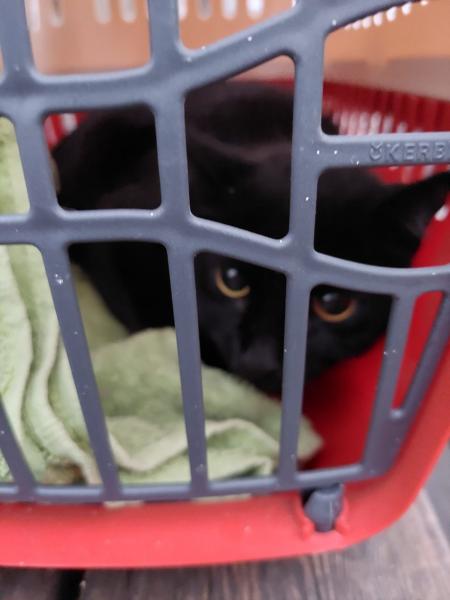 Europäische Hauskatze