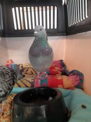 Fundtier Tier-ID 24174