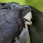 Fundtier Tier-ID 36255