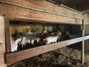 Fundtier Tier-ID 21448