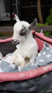 Fundtier Tier-ID 25224