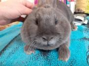 Fundtier Tier-ID 20847