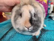 Fundtier Tier-ID 20848