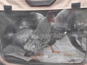 Fundtier Tier-ID 23745