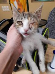 Fundtier Tier-ID 26101