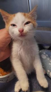 Fundtier Tier-ID 26109