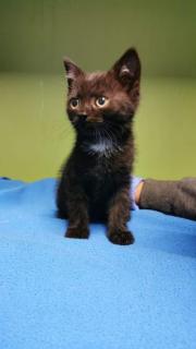 Fundtier Tier-ID 26112