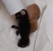 Fundtier Tier-ID 25220