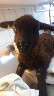 Fundtier Tier-ID 20849