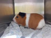 Fundtier Tier-ID 20844