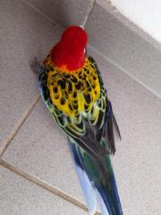 Fundtier Tier-ID 26076