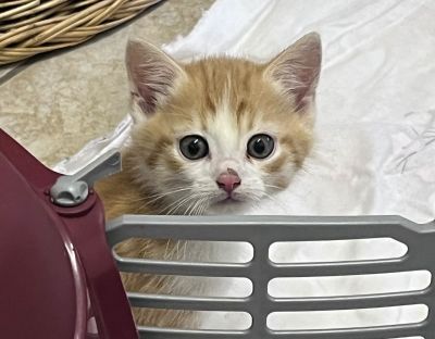 Europäische Hauskatze