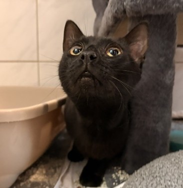 Europäische Hauskatze