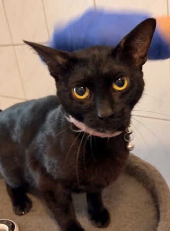 Europäische Hauskatze