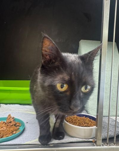 Europäische Hauskatze