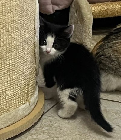 Europäische Hauskatze