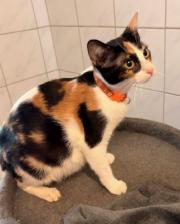 Fundtier Tier-ID 41158