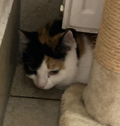 Europäische Hauskatze