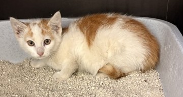 Europäische Hauskatze