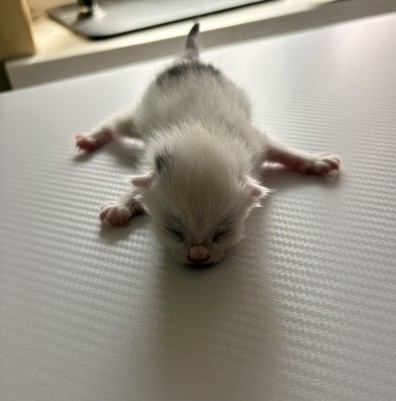 Europäische Hauskatze