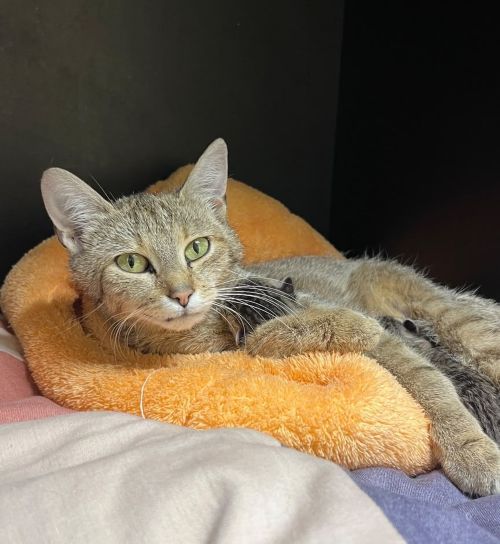 Europäische Hauskatze