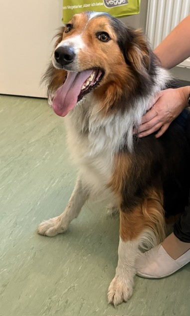 Berner Sennenhund-Mischling