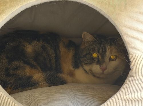 Europäische Hauskatze