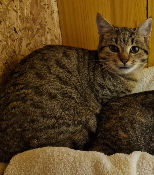 Europäische Hauskatze