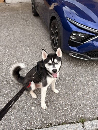 Husky