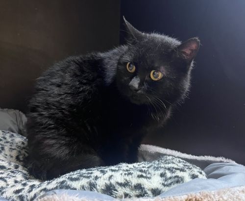 Europäische Hauskatze