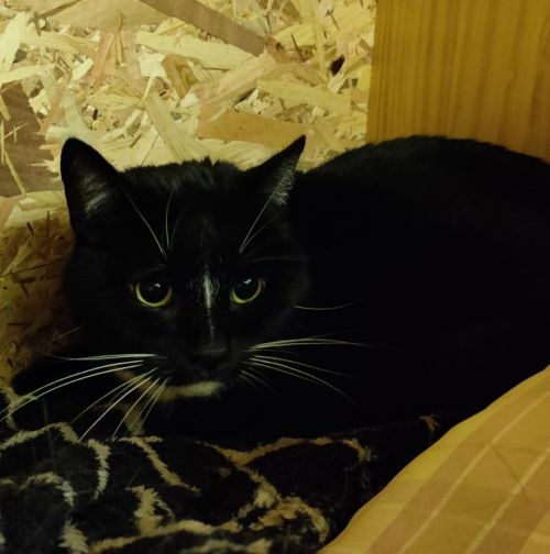 Europäische Hauskatze
