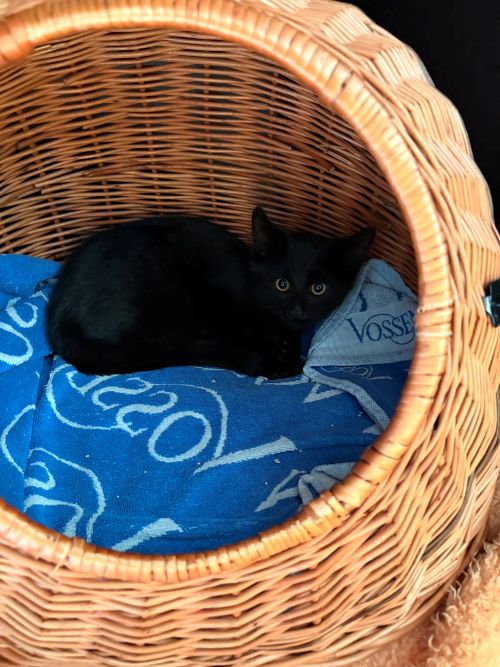 Europäische Hauskatze