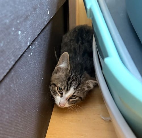 Europäische Hauskatze