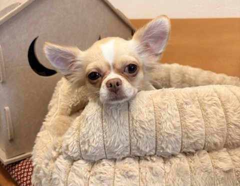 Fundtier Tier-ID 42287