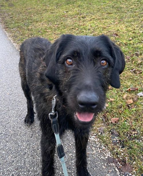 Jagdhund Drahthaar-Mischling